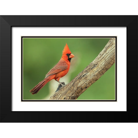 Northern cardinal Black Modern Wood Framed Art Print with Double Matting by Archer, Ken