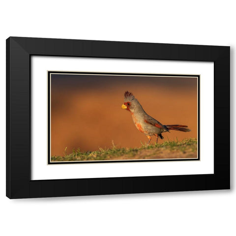 Male pyrrhuloxia Black Modern Wood Framed Art Print with Double Matting by Archer, Ken