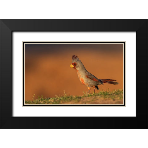 Male pyrrhuloxia Black Modern Wood Framed Art Print with Double Matting by Archer, Ken