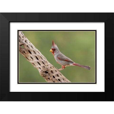 Male pyrrhuloxia Black Modern Wood Framed Art Print with Double Matting by Archer, Ken