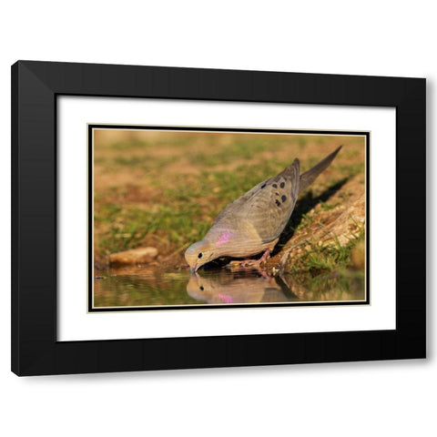 Mourning dove Black Modern Wood Framed Art Print with Double Matting by Archer, Ken