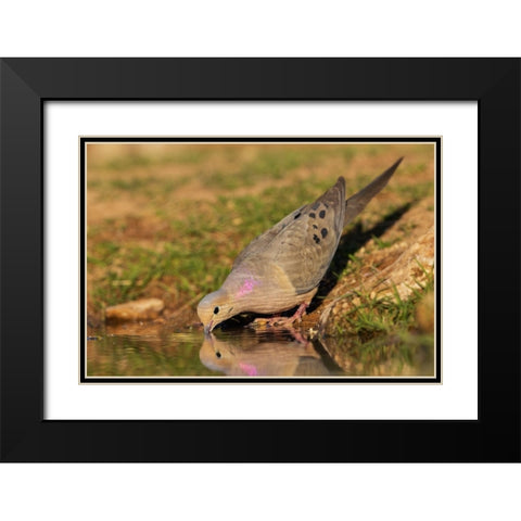 Mourning dove Black Modern Wood Framed Art Print with Double Matting by Archer, Ken