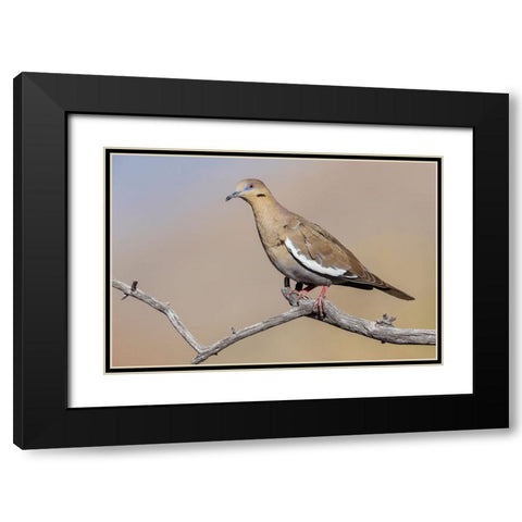 White-winged dove Black Modern Wood Framed Art Print with Double Matting by Archer, Ken