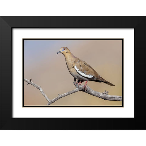 White-winged dove Black Modern Wood Framed Art Print with Double Matting by Archer, Ken
