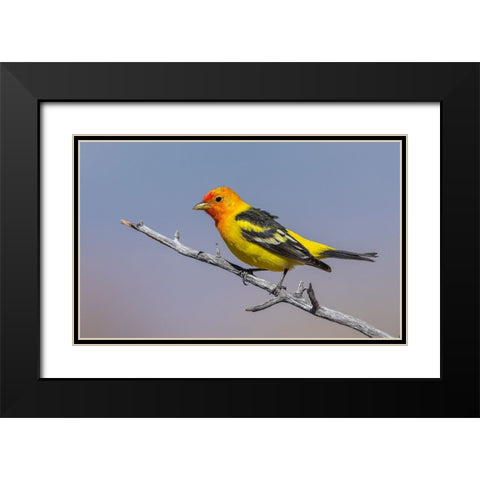Western tanager Black Modern Wood Framed Art Print with Double Matting by Archer, Ken