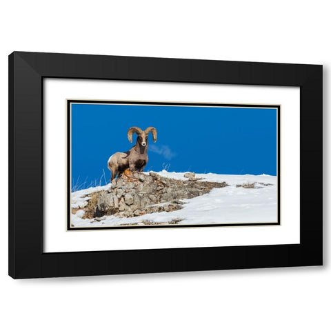Bighorn sheep ram-frosty breath Black Modern Wood Framed Art Print with Double Matting by Archer, Ken