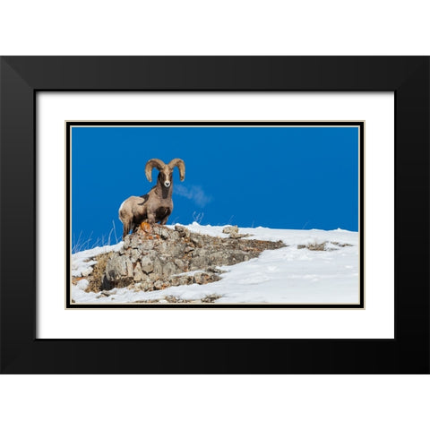 Bighorn sheep ram-frosty breath Black Modern Wood Framed Art Print with Double Matting by Archer, Ken