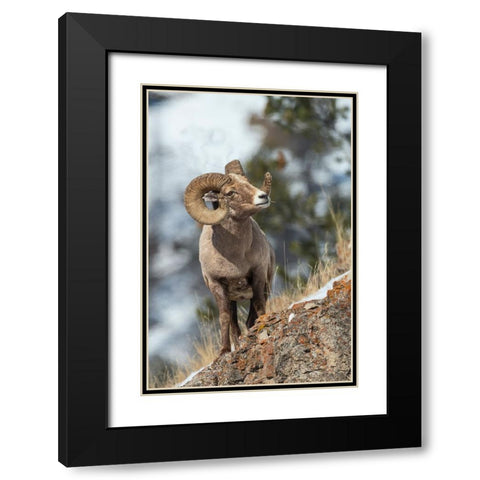 Bighorn sheep ram Black Modern Wood Framed Art Print with Double Matting by Archer, Ken