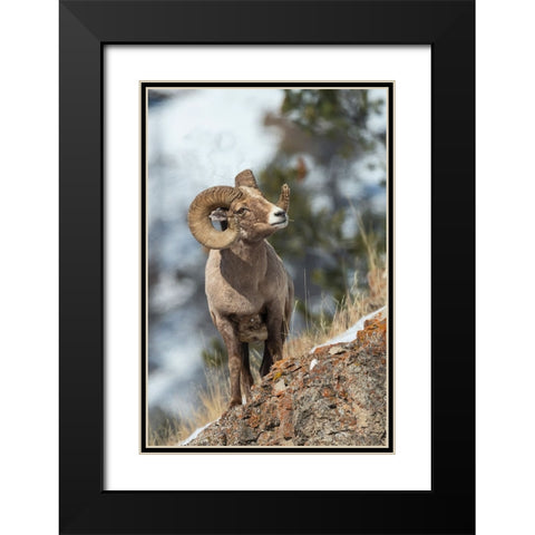 Bighorn sheep ram Black Modern Wood Framed Art Print with Double Matting by Archer, Ken