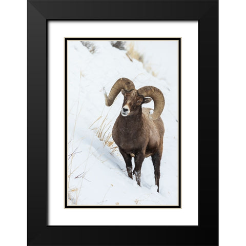 Bighorn sheep ram Black Modern Wood Framed Art Print with Double Matting by Archer, Ken