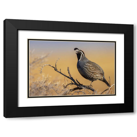 Male California quail calling Black Modern Wood Framed Art Print with Double Matting by Archer, Ken