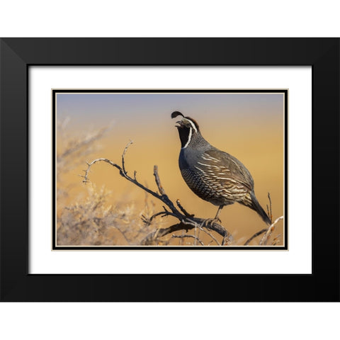 Male California quail calling Black Modern Wood Framed Art Print with Double Matting by Archer, Ken
