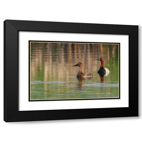 Canvasback pair Black Modern Wood Framed Art Print with Double Matting by Archer, Ken