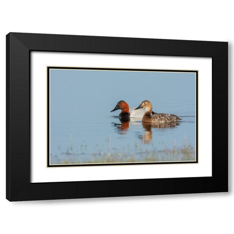Canvasback pair Black Modern Wood Framed Art Print with Double Matting by Archer, Ken