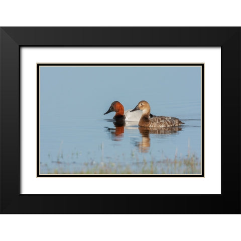 Canvasback pair Black Modern Wood Framed Art Print with Double Matting by Archer, Ken