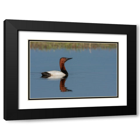 Canvasback drake Black Modern Wood Framed Art Print with Double Matting by Archer, Ken