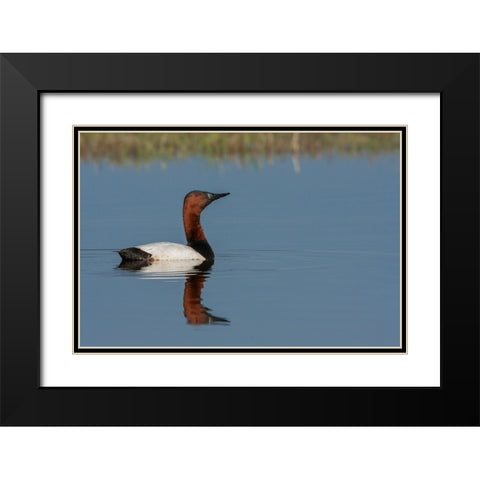 Canvasback drake Black Modern Wood Framed Art Print with Double Matting by Archer, Ken