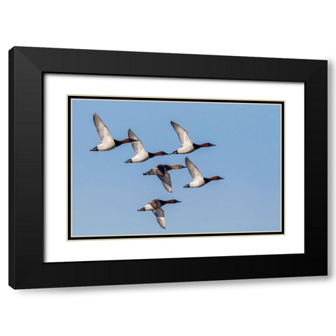Canvasback flock-courtship flight Black Modern Wood Framed Art Print with Double Matting by Archer, Ken
