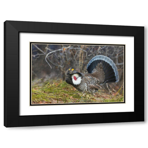 Dusky grouse-courtship display Black Modern Wood Framed Art Print with Double Matting by Archer, Ken