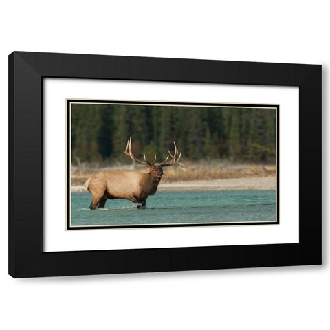 Bull elk bugling Black Modern Wood Framed Art Print with Double Matting by Archer, Ken