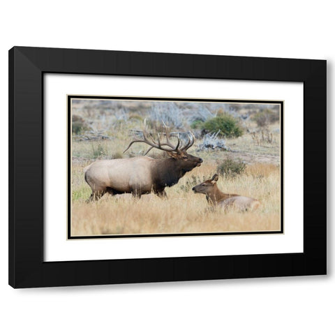 Bull elk patrolling Black Modern Wood Framed Art Print with Double Matting by Archer, Ken