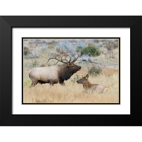 Bull elk patrolling Black Modern Wood Framed Art Print with Double Matting by Archer, Ken