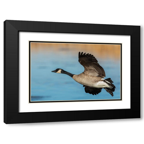 Greater Canada goose Black Modern Wood Framed Art Print with Double Matting by Archer, Ken
