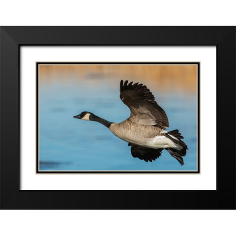 Greater Canada goose Black Modern Wood Framed Art Print with Double Matting by Archer, Ken