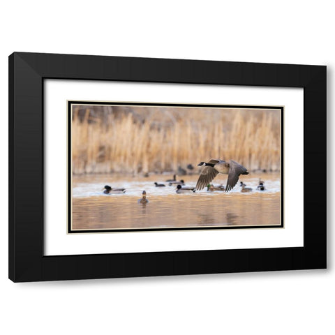 Canada goose taking flight Black Modern Wood Framed Art Print with Double Matting by Archer, Ken
