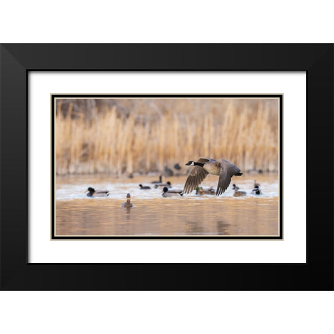 Canada goose taking flight Black Modern Wood Framed Art Print with Double Matting by Archer, Ken