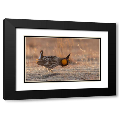 Greater prairie chickens-courtship display Black Modern Wood Framed Art Print with Double Matting by Archer, Ken