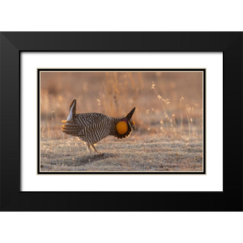 Greater prairie chickens-courtship display Black Modern Wood Framed Art Print with Double Matting by Archer, Ken
