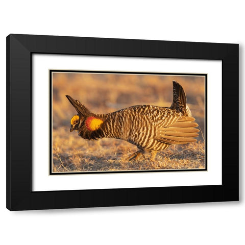 Greater prairie chickens-courtship display Black Modern Wood Framed Art Print with Double Matting by Archer, Ken