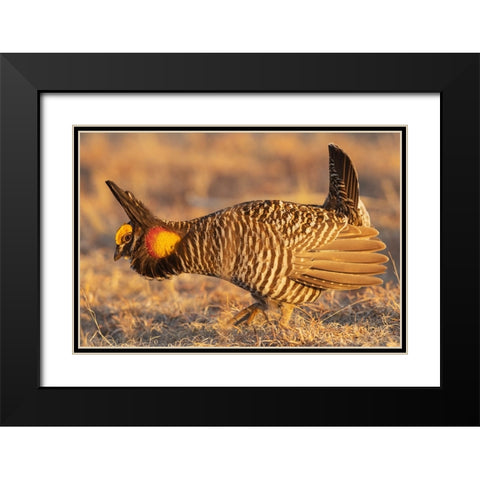 Greater prairie chickens-courtship display Black Modern Wood Framed Art Print with Double Matting by Archer, Ken