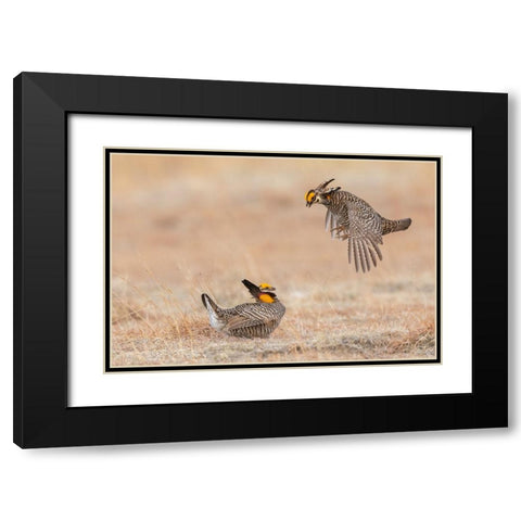 Greater prairie chickens-dominance dispute Black Modern Wood Framed Art Print with Double Matting by Archer, Ken
