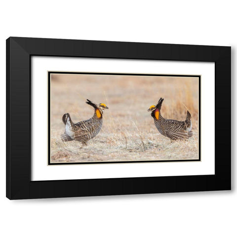 Greater prairie chickens-competing males Black Modern Wood Framed Art Print with Double Matting by Archer, Ken