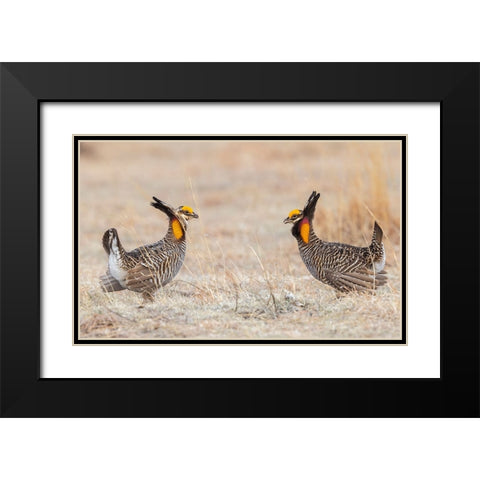 Greater prairie chickens-competing males Black Modern Wood Framed Art Print with Double Matting by Archer, Ken