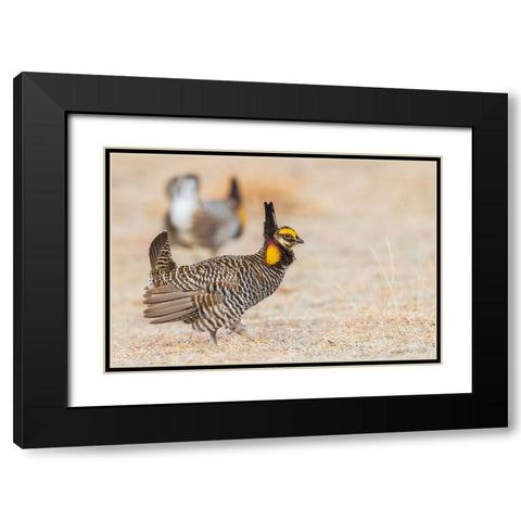 Greater prairie chickens-competing males Black Modern Wood Framed Art Print with Double Matting by Archer, Ken