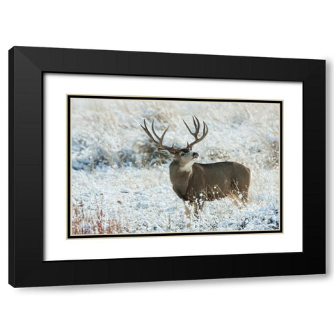 Mule Deer Buck Black Modern Wood Framed Art Print with Double Matting by Archer, Ken