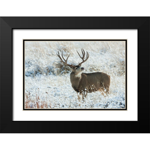 Mule Deer Buck Black Modern Wood Framed Art Print with Double Matting by Archer, Ken