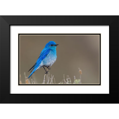 Male mountain bluebird Black Modern Wood Framed Art Print with Double Matting by Archer, Ken
