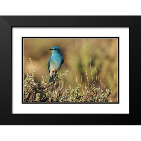 Male mountain bluebird Black Modern Wood Framed Art Print with Double Matting by Archer, Ken