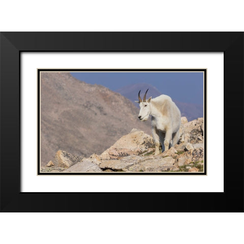 Mountain goat billy Black Modern Wood Framed Art Print with Double Matting by Archer, Ken