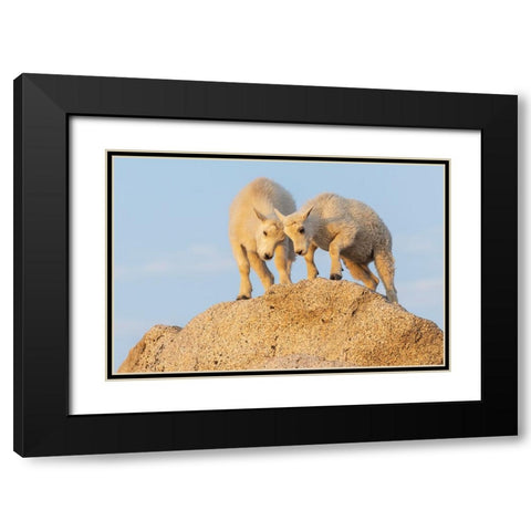 Mountain goat kids playing Black Modern Wood Framed Art Print with Double Matting by Archer, Ken