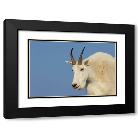 Mountain goat billy Black Modern Wood Framed Art Print with Double Matting by Archer, Ken