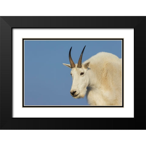 Mountain goat billy Black Modern Wood Framed Art Print with Double Matting by Archer, Ken