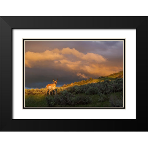Pronghorn-clearing thunderstorm Black Modern Wood Framed Art Print with Double Matting by Archer, Ken