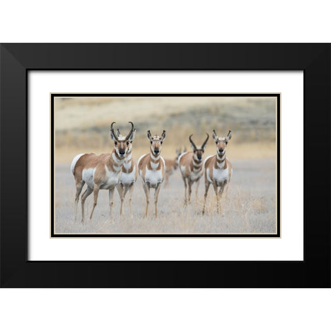Pronghorns Black Modern Wood Framed Art Print with Double Matting by Archer, Ken