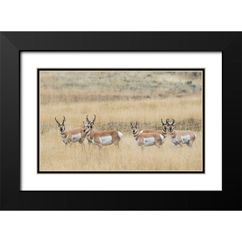 Pronghorns Black Modern Wood Framed Art Print with Double Matting by Archer, Ken