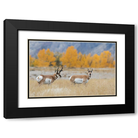 Pronghorn pair Black Modern Wood Framed Art Print with Double Matting by Archer, Ken